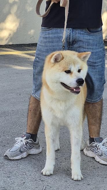 heyvan evi: Akita-inu, 6 ay, Dişi, Peyvəndli, Pulsuz çatdırılma — 3