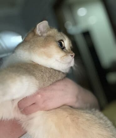 Gəmiricilər: Britan Şotland Fold pişiyi – qızılı (golden shaded) rəng - Cins — 3