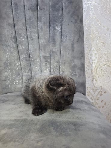 siyan pişik: Şotland — 5