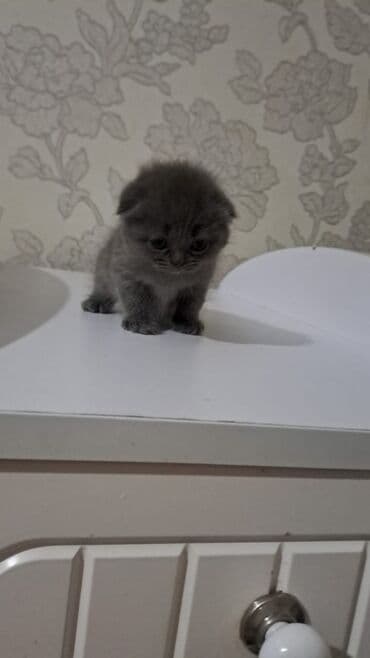 pişik şəkilləri: 50 ile 250 arasi cins saf qan pisiklerimiz var( Silver sinsila temiz — 31