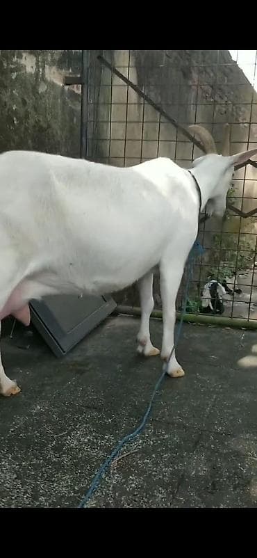 Digər heyvanlar: Ağ rəngli süd keçisi və balası - Cins: süd istiqamətli ağ keçi (böyük — 3