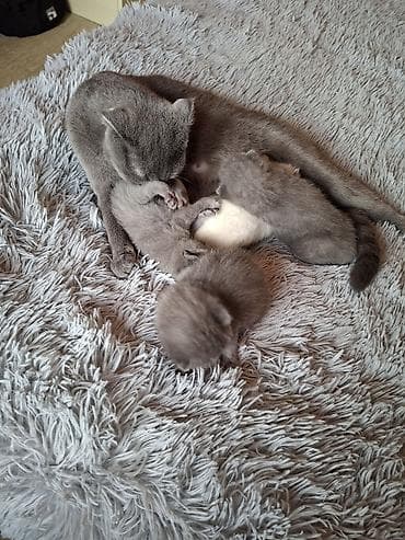 ucuz cuce: Britan — 1