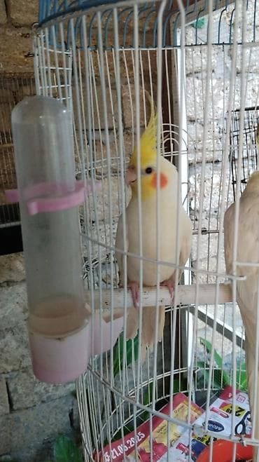 korella cüt: Tutuquşları — 2