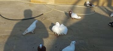 həyət qazı: Satılır: bəzək göyərçinləri dəsti - Növ: bəzək və uçuş üçün saxlanan — 9