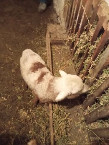 Птицы: Məhsul: Qoyun (quzu) Təsvir: - Ağ əsas rəngli, bel və yanlarında — 1