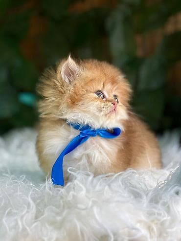 pişim: Britan, Pulsuz çatdırılma — 5