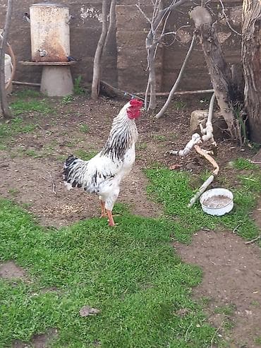 gence xoruz: Təsvir:1-i 25 Azn 6 sı 150 Azn - Şəkillərdə müxtəlif rənglərdə — 3