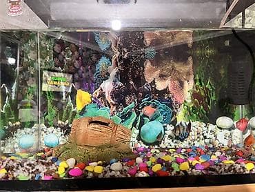 Животные: Akvaryum dəsti – tam komplekt - Şüşə akvaryum, ön şüşəsi geniş — 2