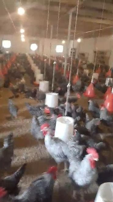 Super XARKOV TOYUQLARININ MAYALI YUMURTALARININ VƏ 1 GÜNLÜK lalafo.az -da Super XARKOV TOYUQLARININ MAYALI YUMURTALARININ VƏ 1 GÜNLÜK