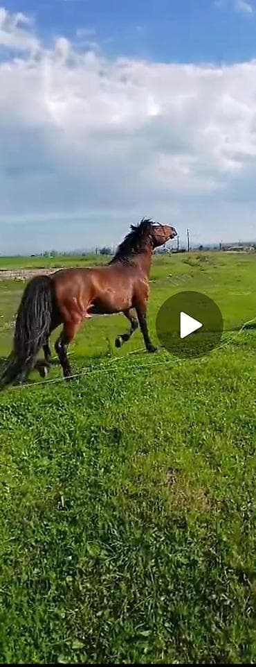 tap az südlük inəklər: Erkək, il: 5, Ünvandan götürmə — 3