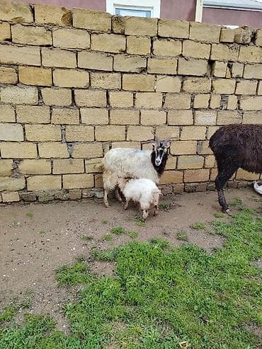 pomeranian dişi: Dişi bala ile 3 cu balasıdı cavan kecidi maşalah yimeyne soz yoxdu — 1