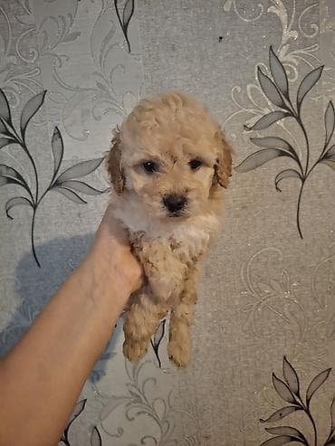 pudel sözünün mənası: Pudel — 4