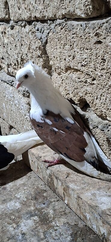 Akvariumlar: Qoşa əbrəş çəp əbrəş quyruq erkəy qızqın super heyvandı mayasıda qara — 1