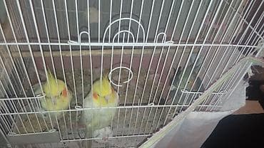 Nimfa (Cockatiel) papuqayları və qəfəs dəsti Məhsul təsviri: -