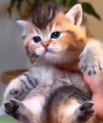 pişiklər bala: Britan, Erkək, Yaxşı əllərə, Ünvandan götürmə — 1