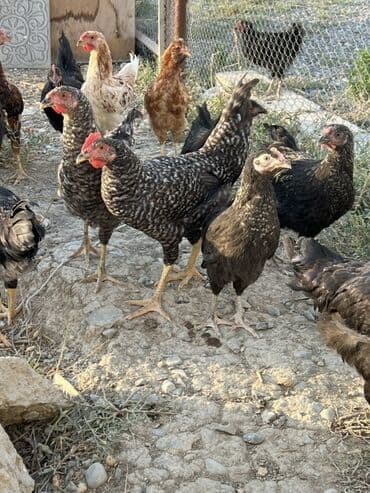 cücə və xoruz: Toyuq, Australorp, Brama, Damazlıq, Ünvandan götürmə — 5