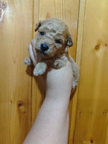 где можно купить собаку мальтипу: Pudel — 1