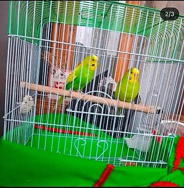 Dalmatinka cüt dalğalı tutuquşu və qəfəs dəsti.Qefes birge verilir -