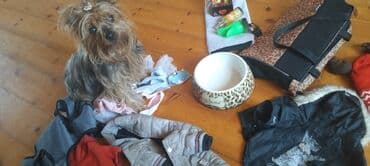 джек рассел терьер купить: Йоркширский терьер, 1 год, Самка — 1