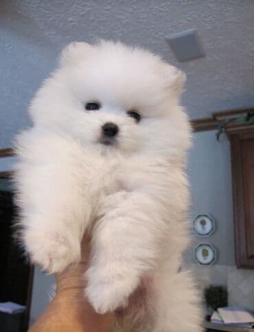 щенята в добрые руки: Шпиц, С прививками, Самовывоз — 1