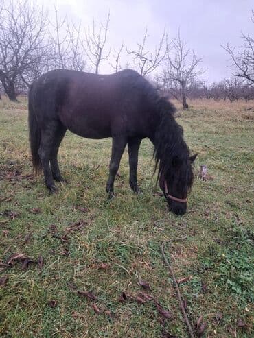 cücə və xoruz təmsil: Erkək, il: 6, Ünvandan götürmə — 2