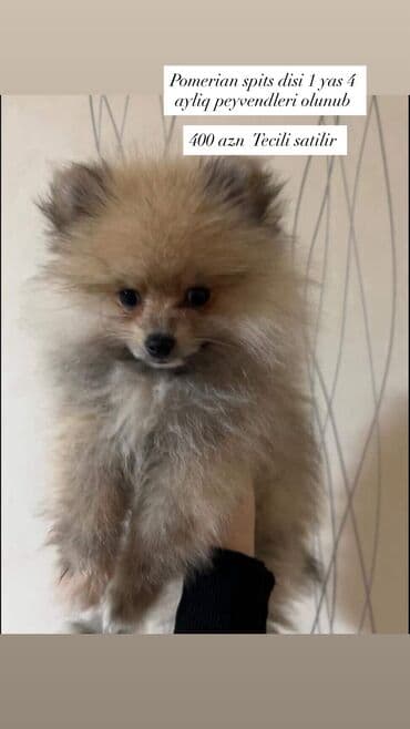 İtlər: Şpitz, 1 il, Dişi, Ünvandan götürmə, Pulsuz çatdırılma, Ödənişli çatdırılma — 1