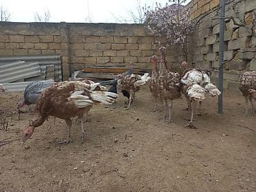 Птицы: Bronz rəngli hinduşkalar – təsərrüfat üçün sağlam, iri cüssəli quşlar — 5