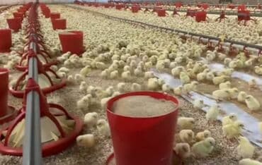 cücə: Toyuq cücələri, Ətlik, Pulsuz çatdırılma — 2