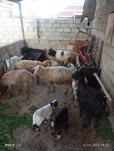 heyvan satisi tap az: 5keci 3balali biri Yelin üstündə biri kuərdi 3qoyundu tam sağlam — 2