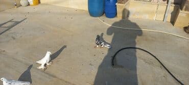 Məhsul: Ev göyərçinləri (bir neçə fərqli rəngdə) Təsvir: - — 2