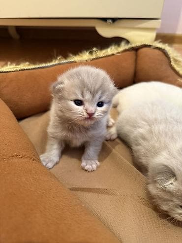 Quşlar: Şotland uzun tüklü, Erkək, Dişi, Yaxşı əllərə — 1