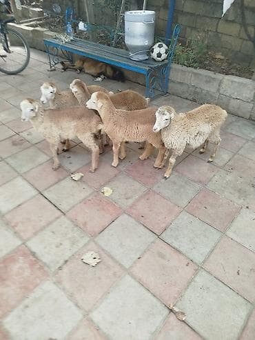 Satlıq quzu sürüsü - Sayı: 5 quzudu 3 erkekdi iki dişi biri 165 AZN