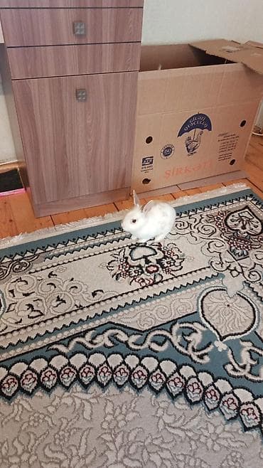 dovsan sekli: Ağ rəngli, qulaqları dik, burnu və kürəyində açıq-bej ləkələri olan — 4