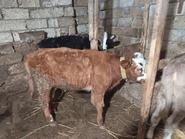 sud veren inek satilir: Dana, buzov, Dişi, ay: 6, 70 kq, Ətlik, Ünvandan götürmə — 4