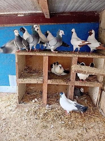 turnik qiymetleri: Quşlar. Bir yerdə 250 manat. Qiymət sondur — 2