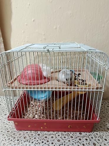 ucuz colpalar: Ürünün təsviri: - Hamster və qəfəs dəsti - Kiçik ölçülü, ağ-boz rəngli — 5