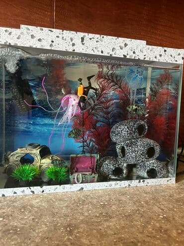 lavanda lal ordəklər: Dördbucaq akvarium, Balıqlarla birlikdə, 25 l — 1