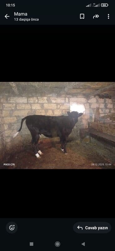 inək dana: Satlıq mal-qara: qara rəngli disi dana - Növ: dana (erkək görünüşlü) — 1