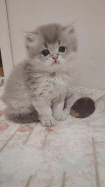 scotland pisik: Şinşilla, Yaxşı əllərə — 4