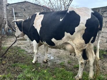 yun cinslər: Ala qara cins inek satilir. Cavan heyvandı. 4 aylıq boğazdı. Tam — 1