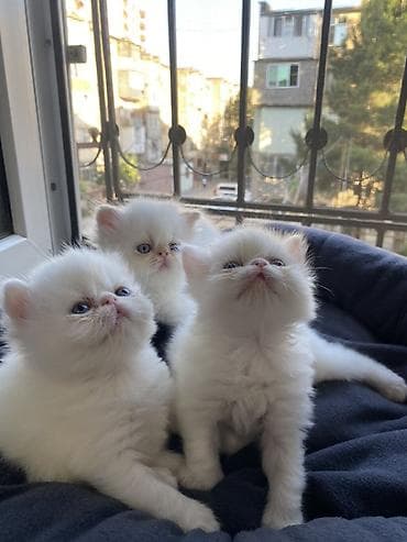 pisik cantası: Fars, Erkək, Dişi, Yaxşı əllərə, Ünvandan götürmə, Ödənişli çatdırılma — 1