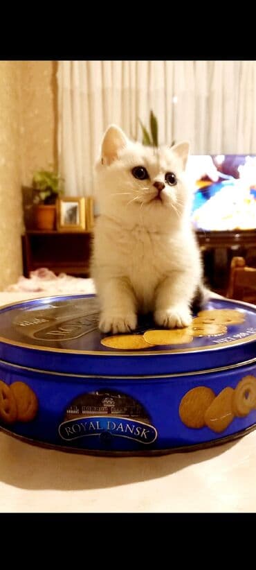 Britan, Dişi, Yaxşı əllərə, Ünvandan götürmə