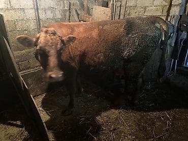 kend toyuqlari satisi: 2 ci qarin duye erkey balaynan 20 gundu dogub 15 litr temiz sud verir — 2