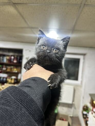 Akvariumlar: British Shorthair balasıdı çox aktiv pişikdi qum tərbiyəsi var endirim — 1