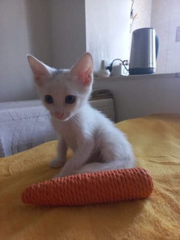 отдать котят в хорошие руки: В добрые руки — 5