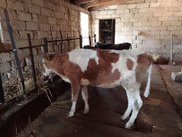 cins ineklerin satisi 2018: 3 eded disi danadi 1 simental o biriler montafondi 2 si 900 den 1i — 2