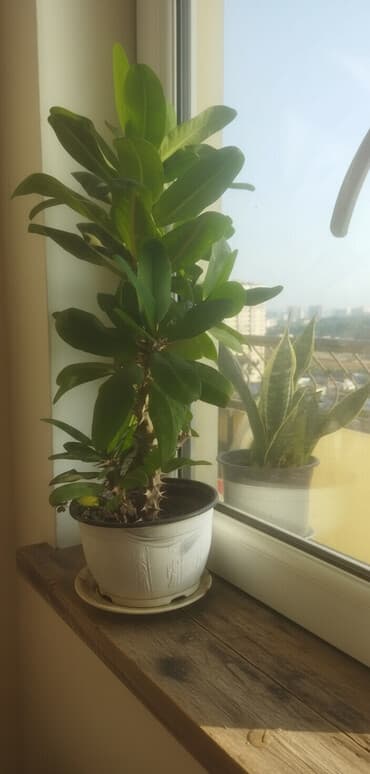 Satış üçün müxtəlif otaq/balkon bitkiləri seti. razılaşma yolu ilə