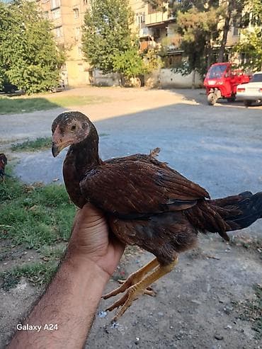 cüce: Toyuq cücələri, Damazlıq — 3