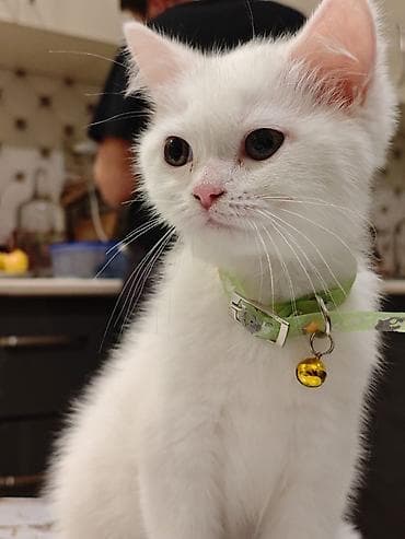 ev pişiki: Şotland — 1