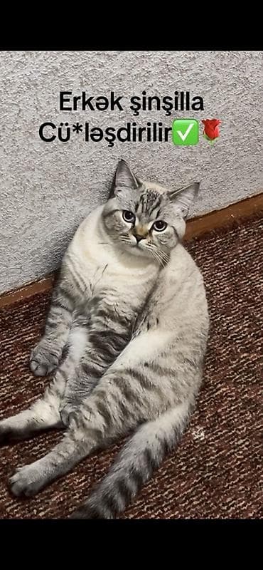 Şinşilla, Erkək, Cütləşmə üçün